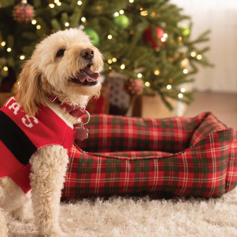 Choosing the Purrrfect Pet Bed Hamrick's, Inc.