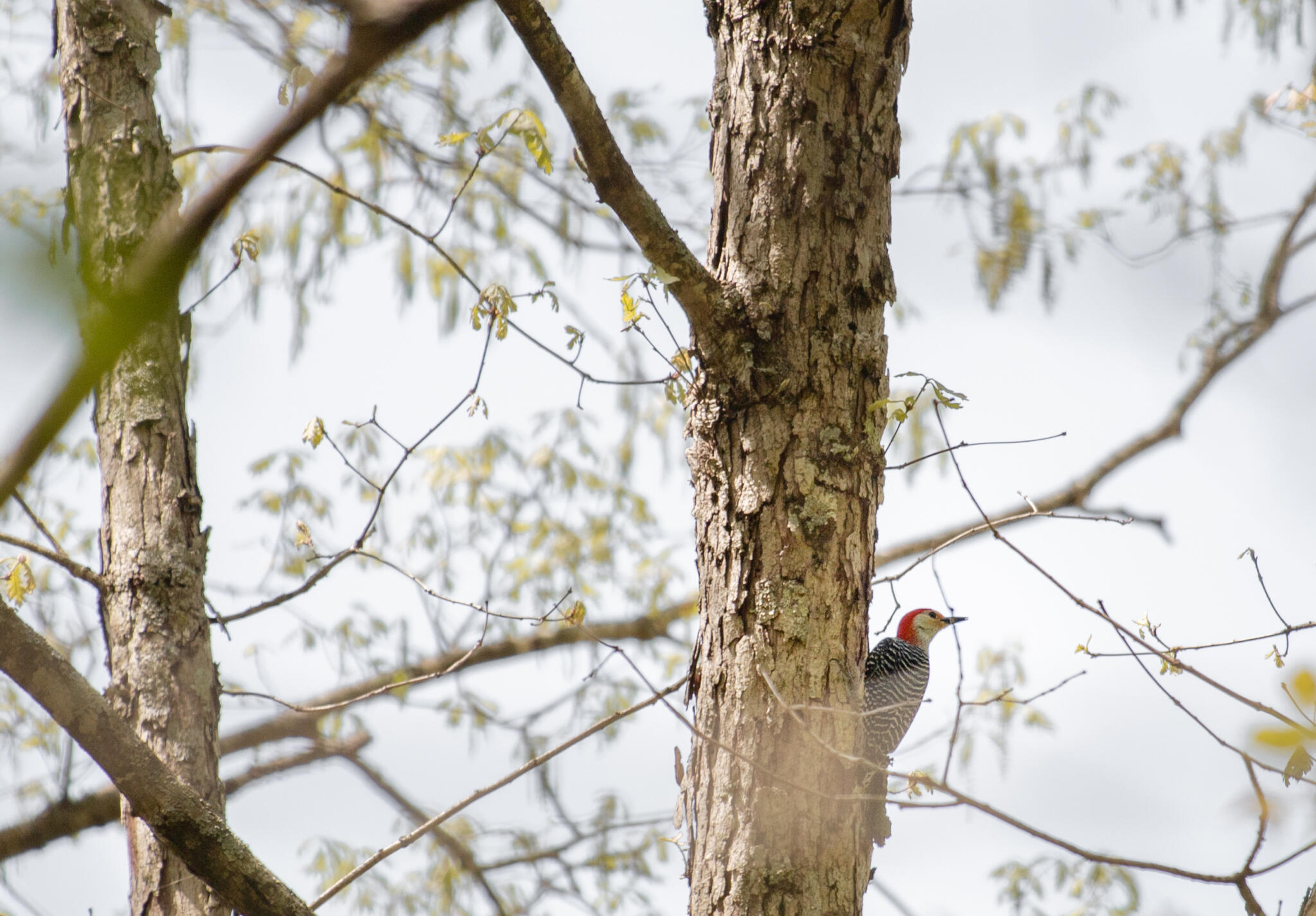 Hamrick’s Essentials for Seamless Summer Adventures Hamrick's, Inc.